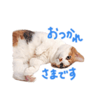 三毛猫りんちゃんスタンプ（個別スタンプ：5）