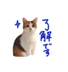 三毛猫りんちゃんスタンプ（個別スタンプ：14）