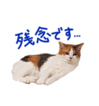 三毛猫りんちゃんスタンプ（個別スタンプ：22）