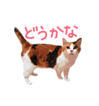 三毛猫りんちゃんスタンプ（個別スタンプ：23）