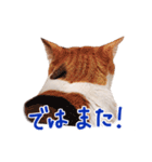 三毛猫りんちゃんスタンプ（個別スタンプ：30）