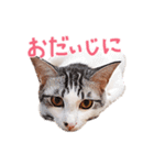 三毛猫りんちゃんスタンプ（個別スタンプ：32）