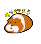 モルモットのムクさん（個別スタンプ：4）