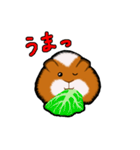 モルモットのムクさん（個別スタンプ：6）