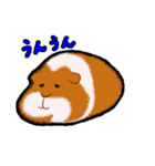 モルモットのムクさん（個別スタンプ：7）