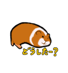 モルモットのムクさん（個別スタンプ：16）