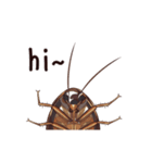 International Cockroach（個別スタンプ：1）