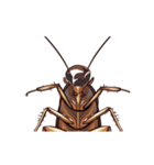 International Cockroach（個別スタンプ：7）
