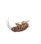 International Cockroach（個別スタンプ：14）
