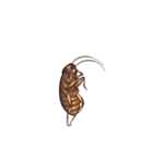 International Cockroach（個別スタンプ：15）