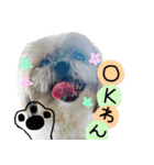 シーズー犬のりょうスタンプ（個別スタンプ：1）