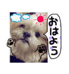 シーズー犬のりょうスタンプ（個別スタンプ：2）