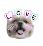 シーズー犬のりょうスタンプ（個別スタンプ：3）