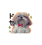 シーズー犬のりょうスタンプ（個別スタンプ：4）