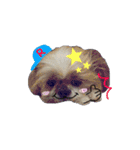 シーズー犬のりょうスタンプ（個別スタンプ：5）