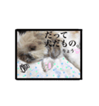 シーズー犬のりょうスタンプ（個別スタンプ：6）