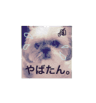 シーズー犬のりょうスタンプ（個別スタンプ：7）