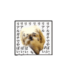 シーズー犬のりょうスタンプ（個別スタンプ：8）