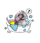シーズー犬のりょうスタンプ（個別スタンプ：10）