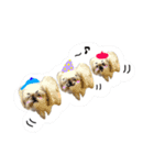シーズー犬のりょうスタンプ（個別スタンプ：13）