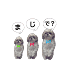 シーズー犬のりょうスタンプ（個別スタンプ：15）