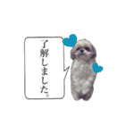 シーズー犬のりょうスタンプ（個別スタンプ：16）