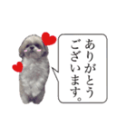 シーズー犬のりょうスタンプ（個別スタンプ：17）
