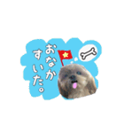 シーズー犬のりょうスタンプ（個別スタンプ：20）