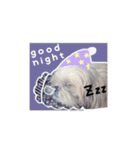 シーズー犬のりょうスタンプ（個別スタンプ：22）