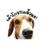 Beagle Cute Dog（個別スタンプ：1）