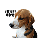 Beagle Cute Dog（個別スタンプ：2）