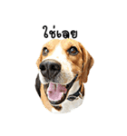Beagle Cute Dog（個別スタンプ：3）