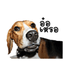 Beagle Cute Dog（個別スタンプ：4）