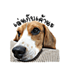 Beagle Cute Dog（個別スタンプ：5）