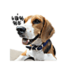 Beagle Cute Dog（個別スタンプ：6）