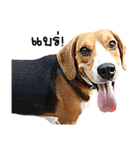 Beagle Cute Dog（個別スタンプ：7）