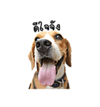 Beagle Cute Dog（個別スタンプ：8）