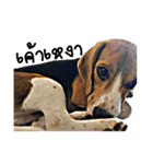 Beagle Cute Dog（個別スタンプ：10）