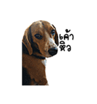 Beagle Cute Dog（個別スタンプ：11）