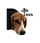 Beagle Cute Dog（個別スタンプ：12）