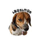 Beagle Cute Dog（個別スタンプ：13）