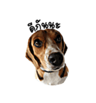 Beagle Cute Dog（個別スタンプ：14）