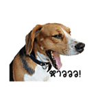 Beagle Cute Dog（個別スタンプ：15）