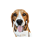 Beagle Cute Dog（個別スタンプ：16）
