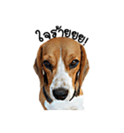 Beagle Cute Dog（個別スタンプ：17）