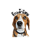 Beagle Cute Dog（個別スタンプ：18）