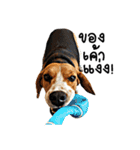 Beagle Cute Dog（個別スタンプ：19）
