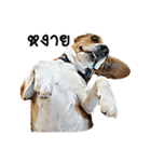Beagle Cute Dog（個別スタンプ：20）