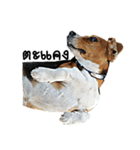 Beagle Cute Dog（個別スタンプ：22）