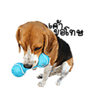 Beagle Cute Dog（個別スタンプ：23）